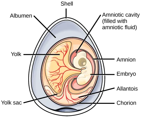 A cross section of an egg. The outer covering is the shell. Inside, surrounding a circular mass, is the albumen. The outer layer of the circular mass is the chorion. Within it, an embryo sits inside an amniotic cavity filled with amniotic fluid. Attached to the embryo is a yolk sac filled with yolk. Vein-like allantois structures extend from the chorion to the embryo.