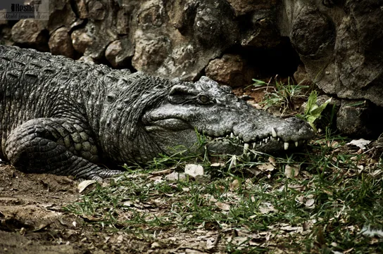 A crocodile lies in mud, its long snout and ridged back visible above the wet ground.