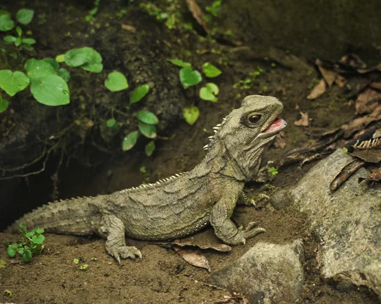 A close-up photo of a tuatara among rocks, a lizard-like reptile with a row of short spines running down its back.