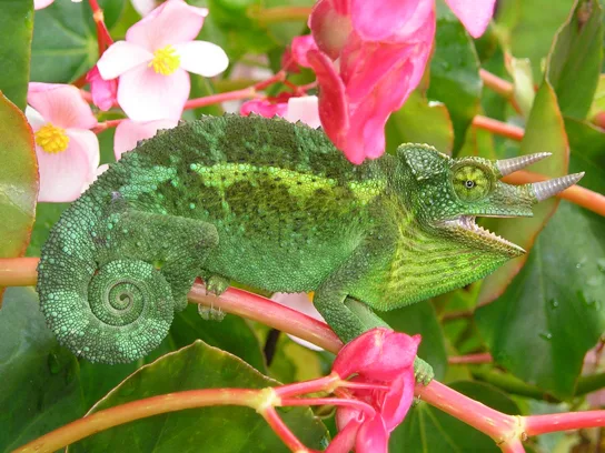 A green chameleon with two small horns and a tail curled into a tight spiral, perched among pink flowers and green leaves it closely resembles in color.