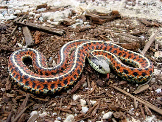 A garter snake coiled on the ground, its body patterned with orange and black bands crossed by thin white stripes.
