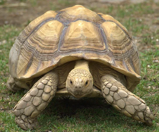 A large tortoise with a domed, ridged shell encasing its body, its legs, neck, and head extended beyond the shell's edge.