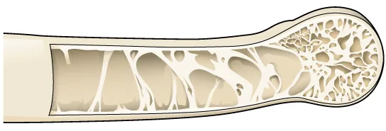 A cutaway of a long, tubular bone whose interior is not solid but crossed by a fine lattice of bony struts, leaving open, honeycomb-like spaces between the outer bone wall and the hollow central cavity.