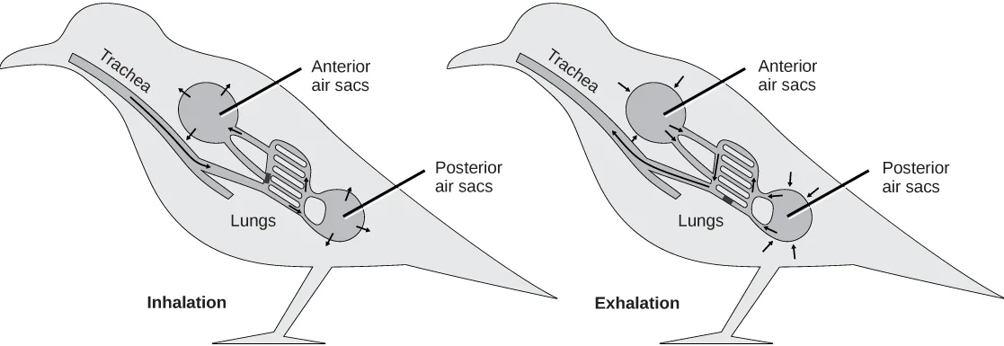 Two side-by-side bird outlines, each with a trachea, a ladder-shaped lung, a circular anterior air sac near the head, and a circular posterior air sac near the tail; a short tube joins each sac to the lung, and a longer tube runs from the trachea, beneath the lung, to the posterior air sac. Small arrows ring both sacs, and other arrows mark the trachea and the lung's connections.