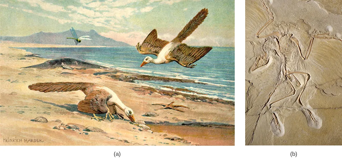 Panel (a) is a color painting of two Archaeopteryx-like feathered birds on a beach: one glides overhead with fully spread wings and a long tail, and another stands on the sand with its head lowered; low hills and water fill the background. Panel (b) is a photograph of a fossil slab preserving a flattened skeleton with the impressions of long flight feathers radiating from both wings and the tail.