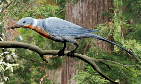 A digital reconstruction of a feathered, long-tailed bird resembling a slim, grayish dove with a rust-orange throat and dark legs, perched sideways on a bare branch against a blurred green forest background.