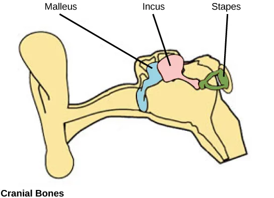 A skull and lower jaw drawn in solid pale yellow, in profile, with the zygomatic arch, braincase, and jaw hinge visible and no other labels on the skull itself. At the jaw hinge, cut away in cross-section, three small connected middle-ear bones are shown in color, each joined to a label by a straight line: a blue bone near the jaw joint labeled Malleus, a pink bone just behind it labeled Incus, and a green bone furthest back, wedged against the braincase, labeled Stapes.