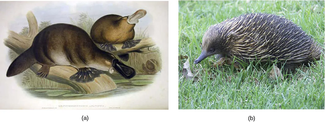 Two side-by-side images. (a) A hand-colored illustration of two platypuses with dark-brown fur, webbed feet, flattened tails, and broad duck-like bills, one reaching toward the water's edge on a log. (b) A photograph of an echidna, a spiny, hedgehog-like animal with a long slender snout and grey-brown quills, walking through green grass.