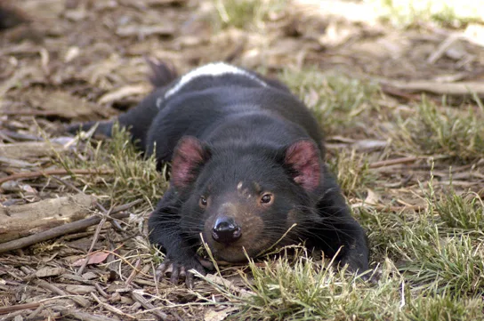 A close-up photograph of a black Tasmanian devil with a white stripe across its shoulders and pink-tinged ears, lying low in dry grass and leaf litter, facing the camera with its mouth closed and its whiskers visible.