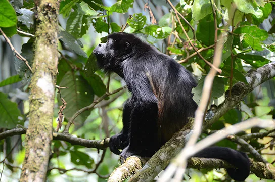 A black howler monkey perched on a branch amid green foliage, its head turned upward and mouth open mid-call.