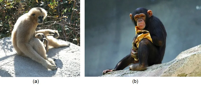 Two side-by-side photos: (a) a pale-furred gibbon sitting on a rock with two young clinging to her lap; (b) a young chimpanzee sitting on a rock, wrapped in a yellow cloth, looking toward the camera.