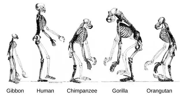 A line drawing of five upright-walking skeletons in profile, left to right and each labeled beneath by name: a small, forward-bent gibbon skeleton with very long arms; a tall, straight-standing human skeleton with short arms; a stooped chimpanzee skeleton with arms reaching to the knees; a large, heavily built, hunched gorilla skeleton with very long, thick arms; and a stooped orangutan skeleton with the longest arms of the five and short, bowed legs.