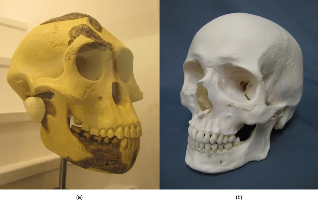 Two side-by-side skull photos: (a) an Australopithecus afarensis skull with a sloped forehead, a projecting jaw, and large teeth; (b) a modern human skull with a rounded braincase, a flatter face, and smaller teeth.