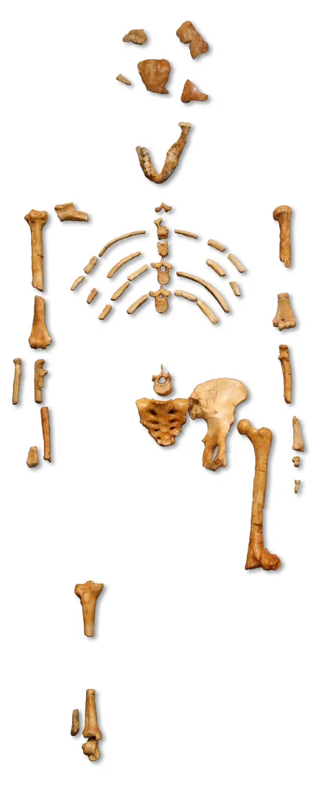 A partial fossil skeleton arranged in anatomical position against a white background: skull fragments and a jawbone at top, a rib cage and vertebral column below that, long limb bones and a pelvis in the middle, and isolated bone fragments at the bottom, with many bones missing.