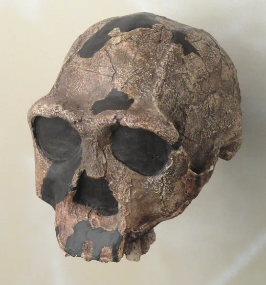 A fossil hominin skull in profile with a low, sloping forehead, a prominent brow ridge, and a small braincase compared to a modern human skull.