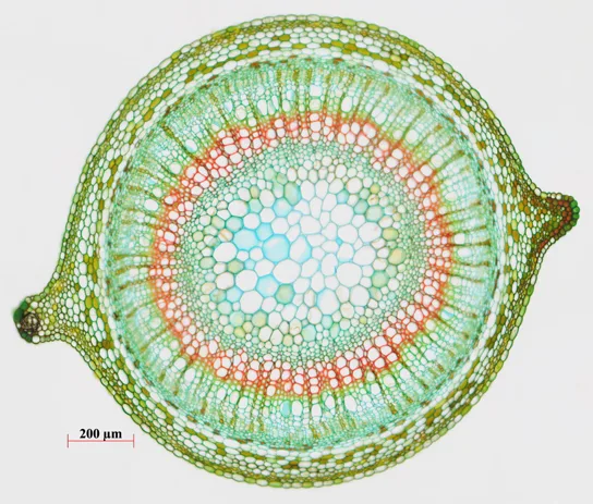 A cross-section light micrograph of a plant stem's tissue rings, dyed different colors: a greenish-blue pith fills the center, a red-staining ring of xylem cells radiates outward from it in rows, a ring of green-staining phloem cells lies just outside the xylem, and a pale rind of peripheral cortex and epidermis forms the outer edge, bulging into two rounded projections on opposite sides of the stem.