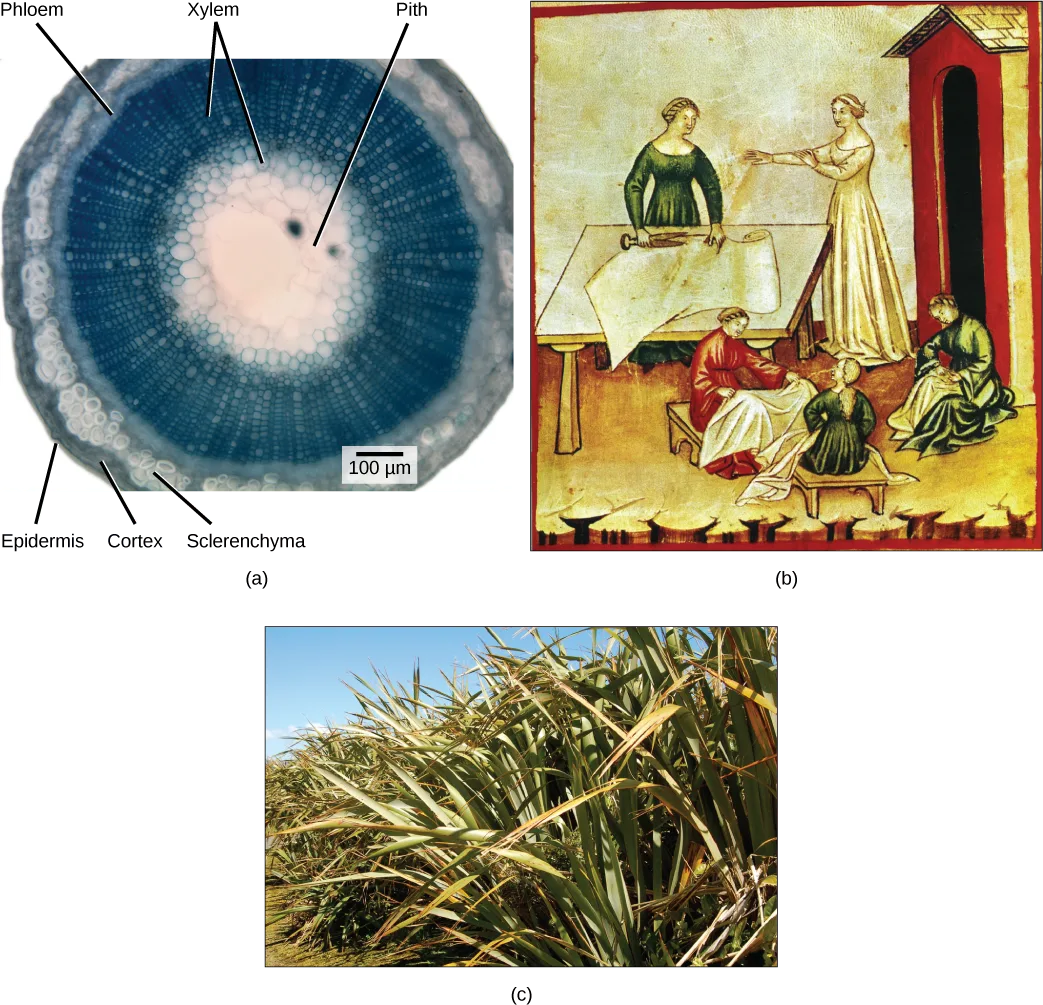 A three-panel composite: (a) a micrograph cross section of a flax stem showing concentric tissue rings from a pale center out to phloem, sclerenchyma, cortex, and epidermis; (b) a fourteenth-century painting of women preparing linen cloth; (c) a photo of tall, narrow-leaved flax plants against the sky.