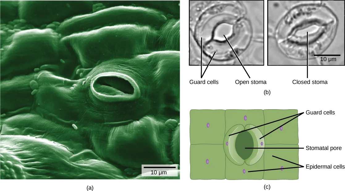 A three-panel composite: (a) a green scanning-electron micrograph of a leaf surface with one open stoma pore; (b) two black-and-white light micrographs comparing an open and a closed stoma; (c) a green schematic diagram of a stomatal pore flanked by two guard cells within a layer of epidermal cells.