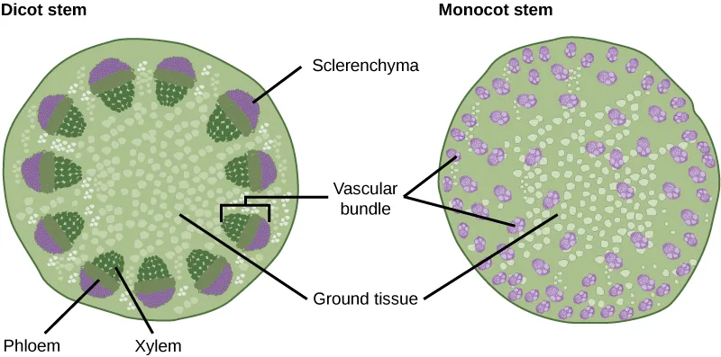 Two circular stem cross sections side by side: the dicot stem's xylem-phloem-sclerenchyma bundles form an even ring around a central ground tissue, while the monocot stem's smaller bundles are scattered at random throughout the ground tissue instead of forming a ring.