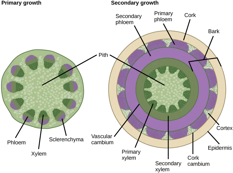 Two circular stem cross sections compare primary growth, a single ring of xylem-phloem bundles around a central pith, with secondary growth, where concentric rings of secondary xylem, vascular cambium, secondary phloem, cortex, and cork have been added around the same pith.