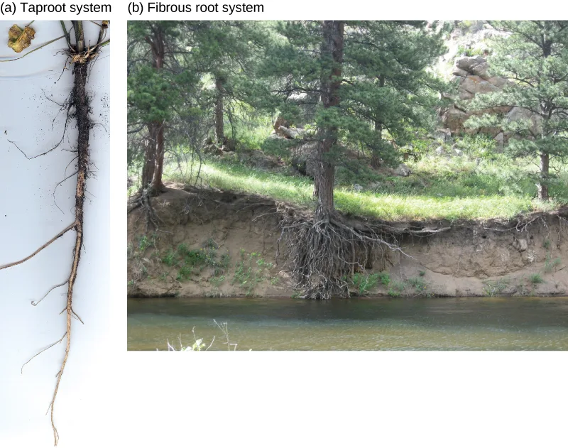 Two photographs side by side: (a) a single pale taproot with a few thin lateral roots trailing from it, laid against a white background, and (b) an eroded riverbank where a stand of pine trees' many branching roots is exposed above the waterline in a tangled mass.