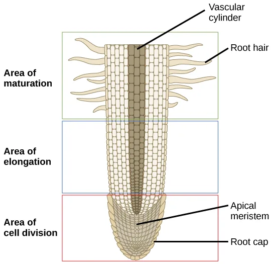 A labeled longitudinal diagram of a root tip divided into three colored zones stacked top to bottom: a green area of maturation with root hairs, a blue area of elongation with no root hairs, and a red area of cell division tapering to a rounded point.