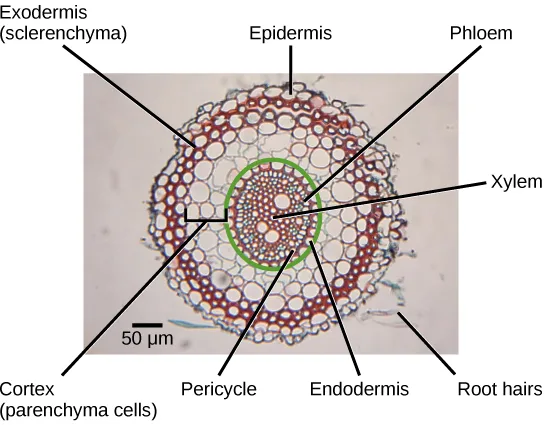 A circular light micrograph of a stained wheat root cross section with eight labeled leader lines pointing to the epidermis, exodermis, cortex, endodermis, pericycle, xylem, phloem, and root hairs, alongside a 50-micrometer scale bar.