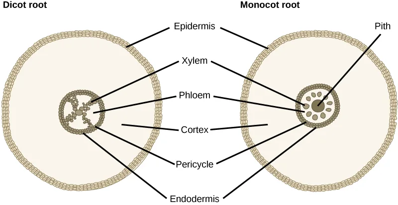 Two labeled root cross-section diagrams side by side, 'Dicot root' and 'Monocot root,' each a pale circle ringed by a fine-celled outer layer; the dicot's vascular tissue forms an X shape at the center, while the monocot's forms a ring around a solid central pith.