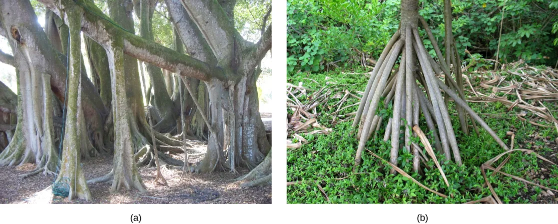 Two photographs side by side: (a) a grove of thick banyan trunks with aerial roots hanging down to the ground inside a shaded canopy, and (b) a young screwpine's slender prop roots angling down into leaf-littered ground from its trunk.