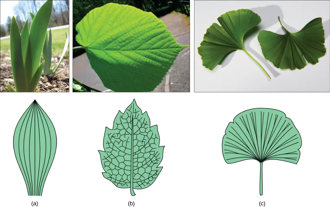 Three photographs of leaves stacked above three matching leaf-shaped line drawings that outline each vein pattern: (a) a tulip's long, blade-like leaves with straight parallel veins, above an elongated outline filled with straight parallel lines; (b) a broad, heart-shaped linden leaf with a branching, net-like vein pattern, above a toothed leaf outline filled with a netted web of veins; (c) a fan-shaped ginkgo leaf with veins radiating from the base, above a scalloped fan outline with veins forking outward from a single point.