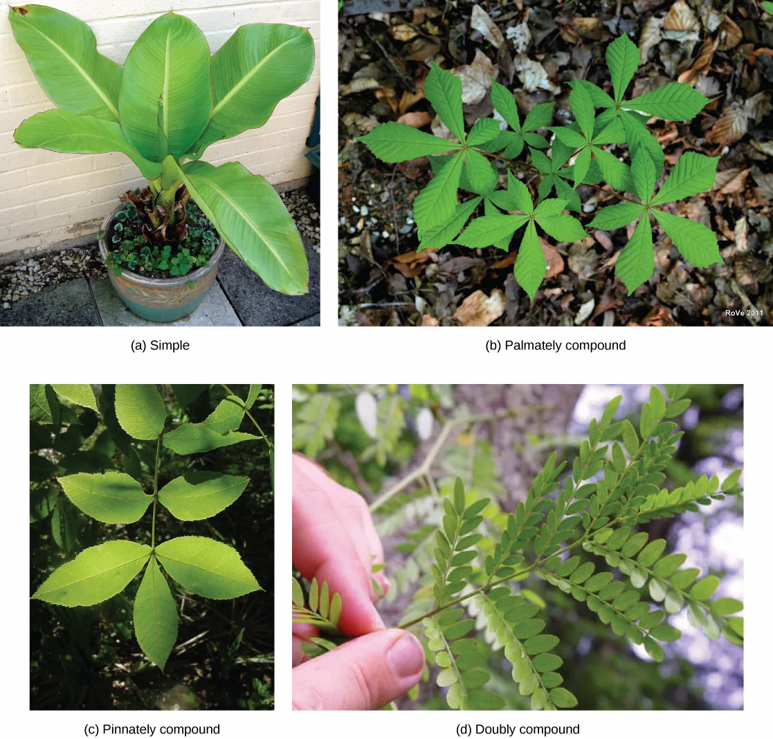Four photos of leaves, each captioned with its leaf-form label: (a) 'Simple' shows the broad, undivided leaves of a potted banana plant growing from a single stem; (b) 'Palmately compound' shows a horse chestnut plant whose five leaflets radiate from the petiole like fingers from a palm; (c) 'Pinnately compound' shows a scrub hickory's feather-shaped leaf, its leaflets opposing each other along the midrib with a single leaflet at the tip; (d) 'Doubly compound' shows a honey locust leaf, its tiny leaflets growing from side veins branching off the midrib, held between a person's fingers.