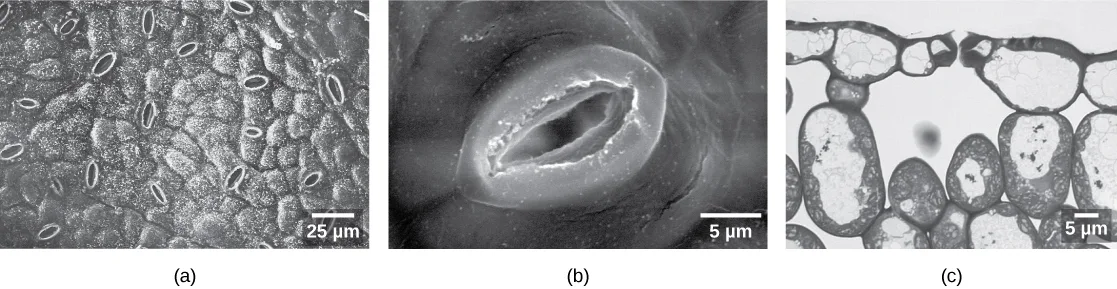 Three black-and-white micrographs of a leaf surface at increasing magnification: (a) many small, oval stomata scattered across a bumpy leaf surface at 500x, each with a scale bar reading 25 µm; (b) a close-up scanning electron micrograph at 5,000x of a single stoma, its thick, lip-like guard cells framing a central opening, with a 5 µm scale bar; (c) a light micrograph of a leaf cross-section at the same scale, showing a pair of guard cells above a large air space surrounded by big, oval and egg-shaped cells.