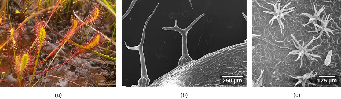 Three micrographs of leaf hairs: (a) a color photo of a sundew plant bristling with many fuzzy, reddish, dew-tipped hairs; (b) a scanning electron micrograph of two tree-like, forked trichomes rising from a leaf surface, each trunk roughly as tall as the field of view, with a 250 µm scale bar; (c) a scanning electron micrograph of many smaller, multi-pronged, star-shaped trichomes scattered across a leaf surface, with a 125 µm scale bar.