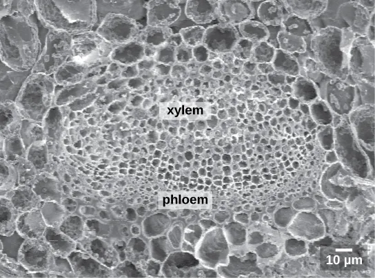 A black-and-white scanning electron micrograph of an oval leaf vascular bundle, labeled 'xylem' across its larger-celled upper half and 'phloem' across its smaller-celled lower half, the whole bundle ringed by a border of larger surrounding cells.