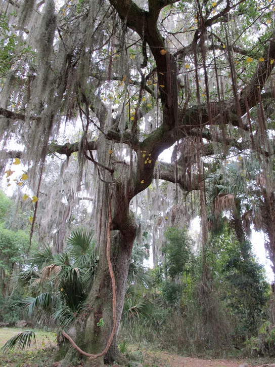 A photo of a large, gnarled oak tree, its wide-spreading branches draped with long, silvery-gray strands of Spanish moss hanging down among smaller palms and undergrowth beneath it.
