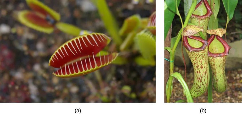 Two photos of carnivorous leaves: (a) a Venus flytrap's paired, red-lined modified leaves gape open, rimmed with long, tooth-like hairs that trap an insect when the leaves snap shut; (b) two mature pitcher plant leaves, green tubes speckled and streaked with red with a flared red-rimmed opening at the top, hang beside a third, still-curled young pitcher forming above them.