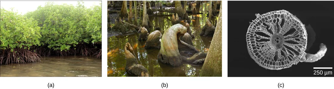 Three photos: (a) mangrove trees standing in shallow water, their tangled aerial roots descending from the branches into the water; (b) bald cypress trees rising from dark water, several bare, cone-shaped pneumatophores poking up through the water's surface between the trunks; (c) a black-and-white scanning electron micrograph of a round wild-rice root cross-section, its cells radiating from the center like spokes and interspersed with large air spaces.
