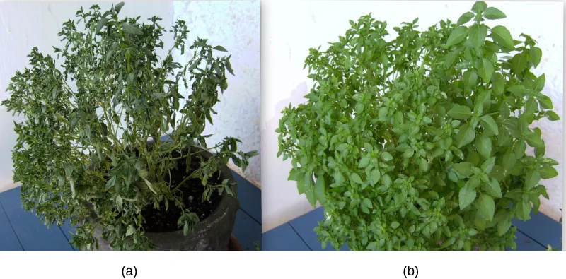 Photo (a) shows a wilted potted plant with drooping, limp leaves against a white wall. Photo (b) shows an upright, healthy potted plant with dense, firm green leaves in the same setting.