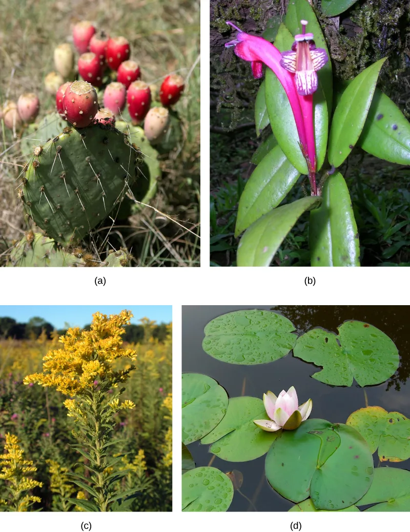 Photo (a) shows a cactus with flat, oval, prickly leaves and a red cylindrical fruit on top; (b) is an orchid with a purple and white flower and glossy leaves; (c) shows a field of plants with long stems, many leaves and a bushy head of small golden flowers; (d) is a water lily in a pond, with round, flat leaves and a pink and white flower.