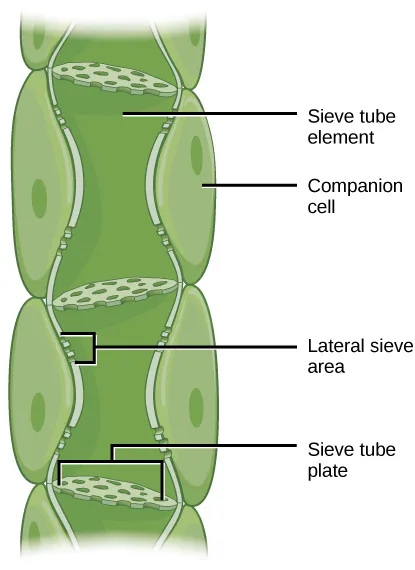 A single vertical column of large barrel-shaped sieve-tube elements stacked end to end, each pinched into a wavy junction with the next; a narrower companion cell runs alongside, and one segment shows a diagonally stippled sieve tube plate.