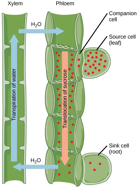 Two parallel columns labeled Xylem and Phloem, with an upward arrow marking transpiration of water up the xylem, two crossing H₂O arrows exchanging water between the columns, and a downward arrow marking translocation of sucrose through the phloem, its red dots dense near a Source cell (leaf) at top and sparse near a Sink cell (root) at bottom.