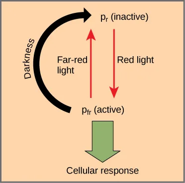 A schematic diagram on a peach background showing two labeled phytochrome states, Pr (inactive) at top and Pfr (active) at lower center, connected by a pair of straight red arrows labeled 'Red light' and 'Far-red light,' and by a longer curved black arrow labeled 'Darkness' arcing from Pfr back up to Pr. A green block arrow points down from Pfr (active) to the words 'Cellular response' at the bottom.
