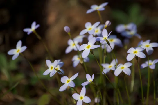 A cluster of small, pale blue-violet flowers, each with four petals and a yellow center, growing on slender stems and mostly tilted in the same direction, photographed in soft focus against a dark background.