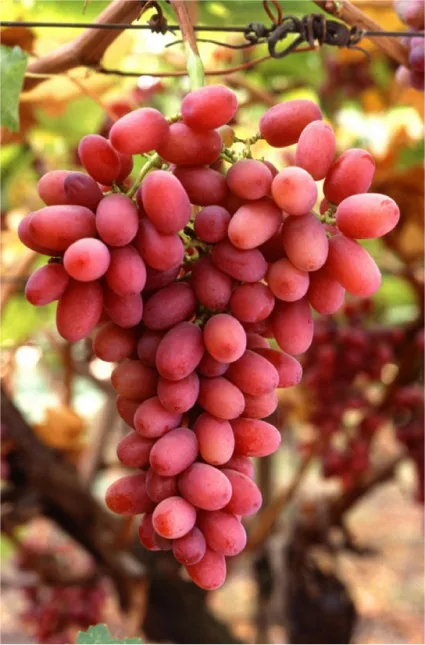 A large cluster of reddish-pink grapes hanging from a grapevine, with green leaves and a wire trellis visible in the background.