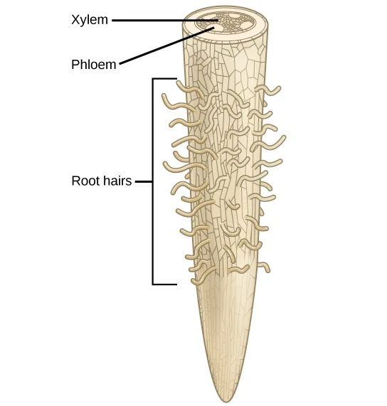 A schematic root tip, its lower portion bare and its upper portion covered with fine hairs; a cross-section near the top shows a central web of xylem tissue with four oval phloem patches around its periphery, and lines point from the labels Xylem, Phloem, and Root hairs to their respective structures.