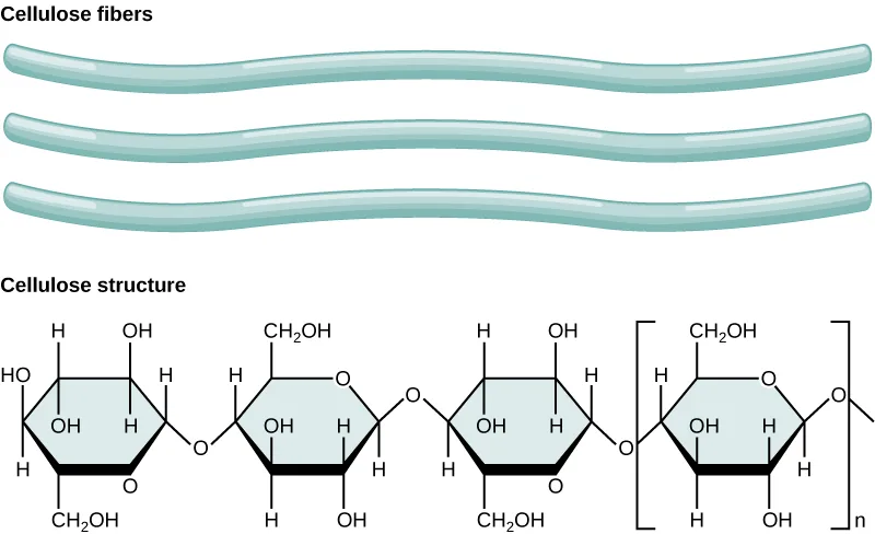 Three wavy parallel cellulose fibers above a chemical structure diagram of cellulose: repeating six-membered glucose ring subunits, each drawn with its OH, H, and CH2OH substituents and joined edge to edge by oxygen linkages into an unbranched chain, with a bracket and subscript n marking the repeating unit.