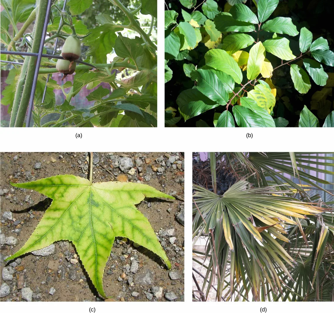 Four photos of nutrient-deficient plants: (a) a tomato plant bearing two green fruits, each with a dark brown, sunken patch at the blossom end; (b) a leafy shrub whose green leaves are mottled with yellow patches; (c) a single five-lobed leaf, its blade uniformly yellow while its veins remain green; (d) the fan-shaped fronds of a palm, green at their bases and yellowed toward their tips.