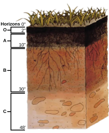 A cube-shaped cross-section of soil beneath a strip of grass, labeled top to bottom with four soil horizons — O, A, B, and C — each marked with its depth range in inches, threaded with root lines that are densest near the surface and taper out partway down, and scattered with light orange oval rock fragments in the lowest band.