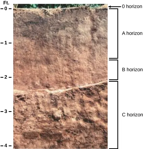In the photo, soil has been cut away to reveal the soil profile. The O horizon is at the soil surface and is a rich black color. The brown A horizon starts beneath the O horizon and extends to about one-and-a-half feet beneath the surface. The B horizon is reddish brown and extends from the bottom of the A horizon to about two feet deep. The C horizon extends from the bottom of the B horizon to the bottom of the photo at a depth of four feet. The C horizon is light brown and has a coarser consistency than the A or B horizons.