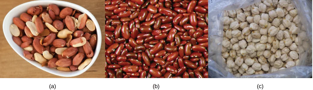 Three side-by-side photos of shelled legumes: (a) a white bowl of peanuts, some still in reddish-brown skins, (b) a mass of glossy dark-red kidney beans filling the frame, and (c) a clear plastic bag of pale, bumpy chickpeas.